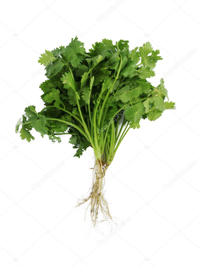 Herbs,Vegetables,coriander leaves and roots on isolated white background. 