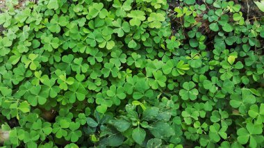 Arkaplanda yeşil yapraklar, kapat