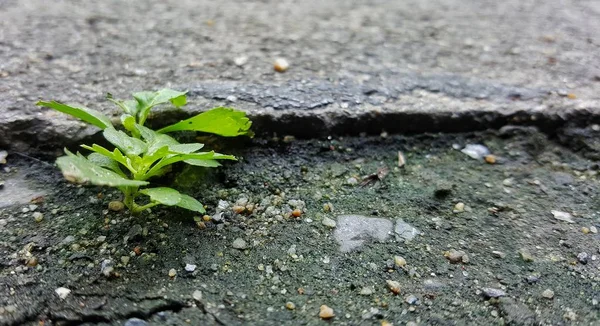 Tree Grows Stone Survivor Plant Abstract Background — Stock Photo, Image