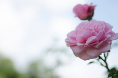 pembe gül çiçeği,doğa kavramsal fotoğraf.