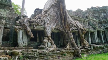 En ünlü ziyaret anıtlarından biri üzerinde büyüyen büyük ağaç kökü - Ta Prohm Tapınağı, aynı zamanda Rajaviharain veya 'Jungle Temple' olarak bilinen, doğa ve mimari arasındaki savaşı gösteren. (Angkor Wat, Unesco, Siem Reap, Kamboçya)