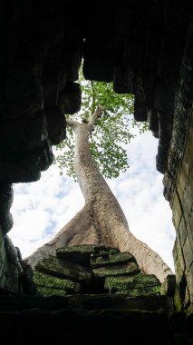 En ünlü ziyaret anıtlarından biri üzerinde büyüyen büyük ağaç kökü - Ta Prohm Tapınağı, aynı zamanda Rajaviharain veya 'Jungle Temple' olarak bilinen, doğa ve mimari arasındaki savaşı gösteren. (Angkor Wat, Unesco, Siem Reap, Kamboçya)