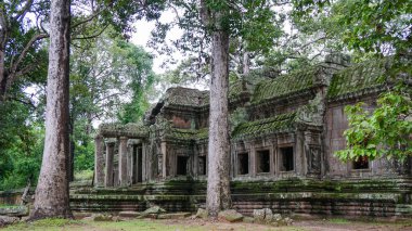 En ünlü ziyaret anıtlarından biri üzerinde büyüyen büyük ağaç kökü - Ta Prohm Tapınağı, aynı zamanda Rajaviharain veya 'Jungle Temple' olarak bilinen, doğa ve mimari arasındaki savaşı gösteren. (Angkor Wat, Unesco, Siem Reap, Kamboçya)