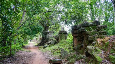 En ünlü ziyaret anıtlarından biri üzerinde büyüyen büyük ağaç kökü - Ta Prohm Tapınağı, aynı zamanda Rajaviharain veya 'Jungle Temple' olarak bilinen, doğa ve mimari arasındaki savaşı gösteren. (Angkor Wat, Unesco, Siem Reap, Kamboçya)