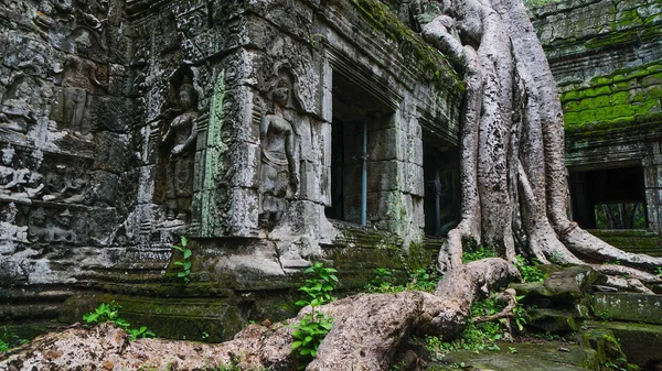 Massive Tree Root Growing One Most Famously Visited Monuments Prohm — Stock Photo, Image