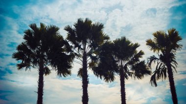 Bir yaz mavi gökyüzüne karşı dört tropikal palmiye ağaçlarının siluetleri.