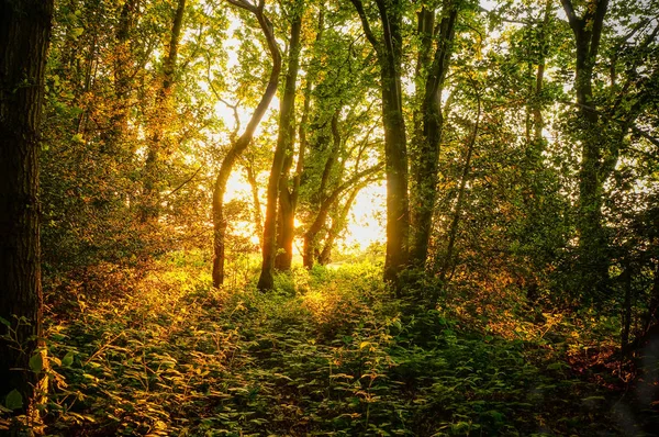 Naturhintergrund Ein Malerischer Wald Aus Frischen Grünen Laubbäumen Mit Einer — Stockfoto