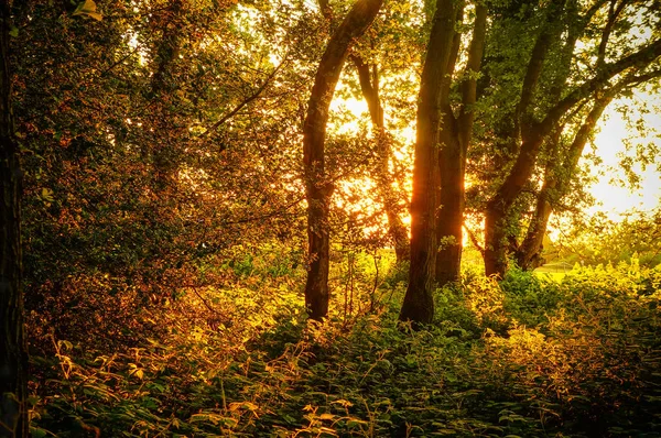 Naturhintergrund Ein Malerischer Wald Aus Frischen Grünen Laubbäumen Mit Einer — Stockfoto