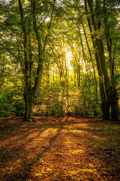 Cálido Sol Irrumpiendo Bosque Proyectando Largas Sombras Sobre Tierra Epping — Foto de Stock