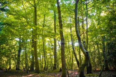 Yaprak döken yeşil ağaçlar ve güneş ışığı ile ilkbaharda hayati orman. (Epping Forest, Londra, İngiltere)