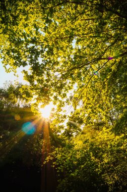 Düşük açıdan çekilen, yüksek kontrastlı ağaçların dallarını kıran arkadan aydınlatmalı güneş ışığı fotoğrafı. (Epping Forest, Londra, İngiltere)