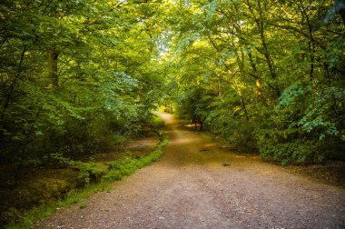 Sakin bir yürüyüş yolu ve yanlarda yaprak döken yeşil ağaçlar ile güzel bir orman. (Epping Forest Walk, Essex, İngiltere)
