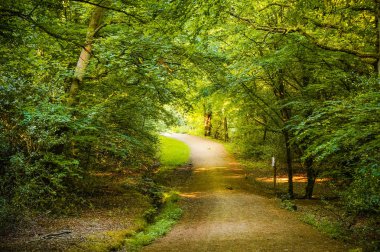 Sakin bir yürüyüş yolu ve yanlarda yaprak döken yeşil ağaçlar ile güzel bir orman. (Epping Forest Walk, Essex, İngiltere)