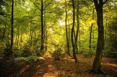 Sakin bir ormanlık alanda yeşil yaprakların arasından parlayan güzel güneş ışığı ışınları. (Epping Forest, Londra, İngiltere)