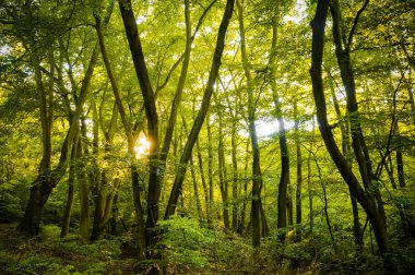 Beautiful rays of sunlight shining through green foliage in a calm woodland.  (Epping Forest, London, United Kingdom) clipart