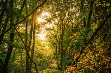 Doğa arka plan: yeşillik ile ışık ışınları döküm parlak bir güneş ile taze yeşil yaprak döken ağaçların doğal bir orman.