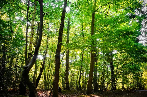 Vitalwald Frühling Mit Laubgrünen Bäumen Und Sonnenlicht Epping Forest London — Stockfoto
