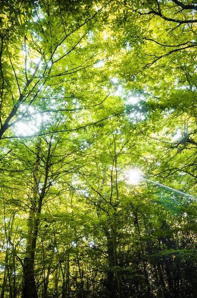 Bosque Vital Primavera Con Árboles Verdes Hoja Caduca Luz Solar — Foto de Stock