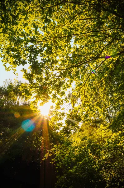 Gegenlichtaufnahme Des Sonnenlichts Das Mit Hohem Kontrast Äste Von Bäumen — Stockfoto