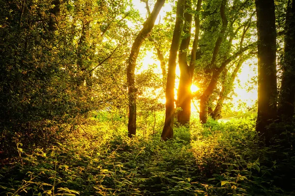 Sonnenlicht Mit Linsenschlag Bricht Durch Äste Von Bäumen Epping Forest — Stockfoto