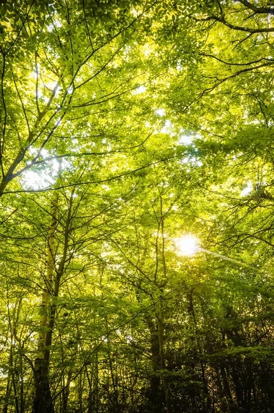 Hermosos Rayos Sol Brillando Través Del Follaje Verde Bosque Tranquilo — Foto de Stock