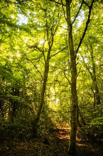 Hermosos Rayos Sol Brillando Través Del Follaje Verde Bosque Tranquilo — Foto de Stock