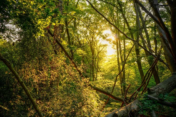Fondo Naturaleza Bosque Pintoresco Árboles Caducifolios Verdes Frescos Con Sol — Foto de Stock
