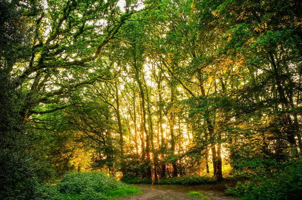 Nature background: a scenic forest of fresh green deciduous trees with a bright sun casting its rays of light through the foliage.