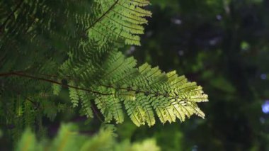 Ağaçların taçları parlak öğleden sonra güneş ve ışınları. Soyut güzel doğa tropikal.