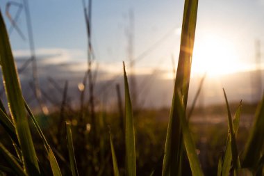 güneş gökyüzü ve alanlara karşı yeşil çim