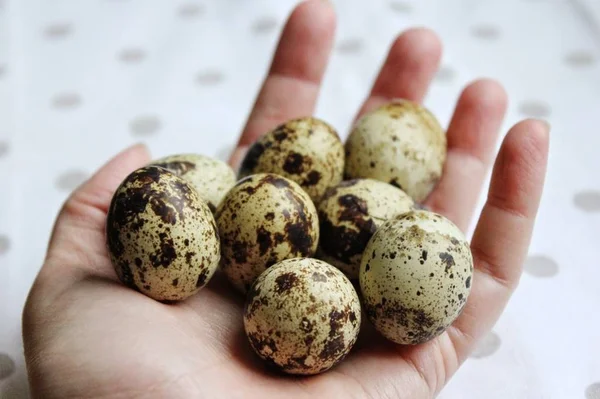 Quail eggs in a hand