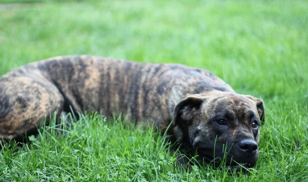 Dogo Canarion Cão Deitado Grama Descansando — Fotografia de Stock