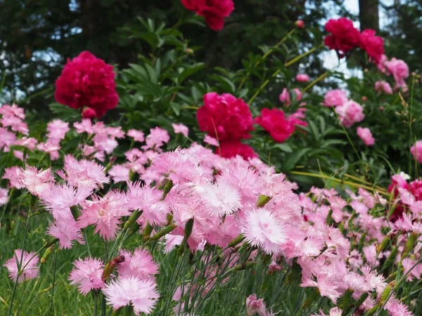 公园花园里美丽明亮的粉红色花 — 图库照片