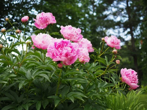 在花园中的粉红色牡丹花 — 图库照片