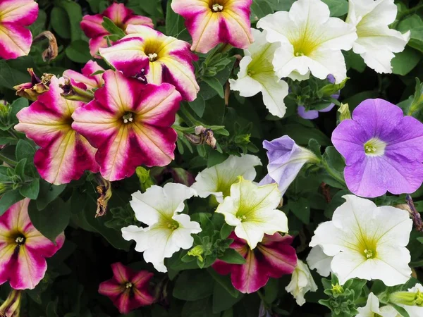 Piękne Kolorowe Calibrachoa Petuia Kwiaty Zbliżenie — Zdjęcie stockowe