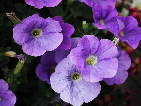 Piękne Purpurowe Calibrachoa Petunia Kwiaty Zbliżenie — Zdjęcie stockowe