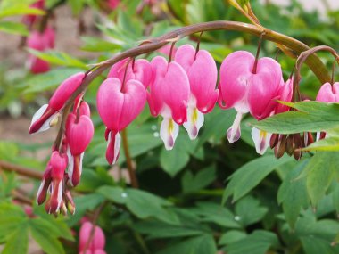 Yazın güzel pembe Dicentra spektabilis çiçekleri. Kanayan kalp çiçekleri kapanıyor.