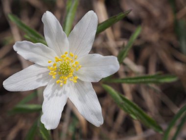 Baharda beyaz orman şakayığı.