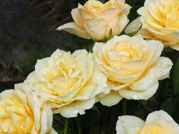 Yellow Roses Water Drops Valentines Day Flowers — 스톡 사진