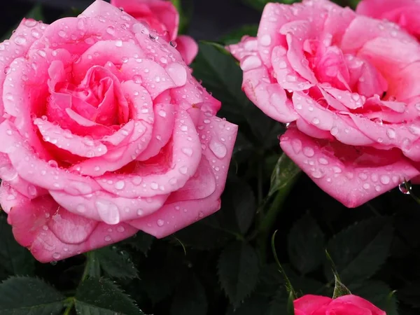 Pink Roses Water Drops Valentines Day Flowers — 스톡 사진