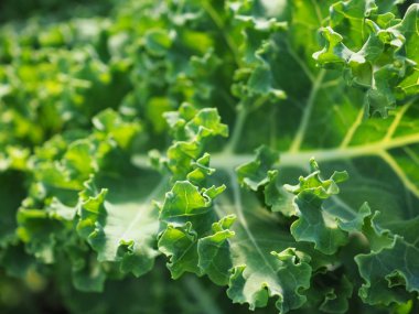 Taze yeşil lahana yetiştiriliyor. 