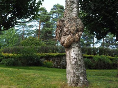 A large burr or burl on the trunk of a birch tree - betula pendula. clipart
