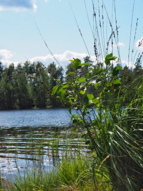 Ormanda bir gölün kenarında yaz