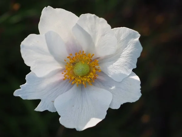 Fleur Blanche Été Dans Jardin — Photo