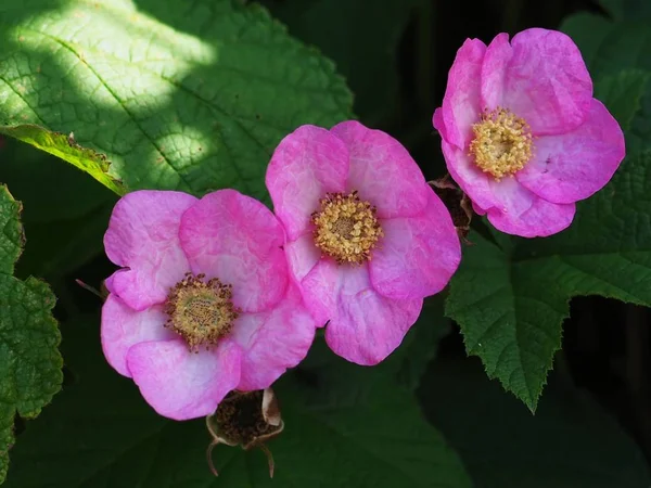 Rubus Odoratus Frambuesa Floreciente Verano —  Fotos de Stock