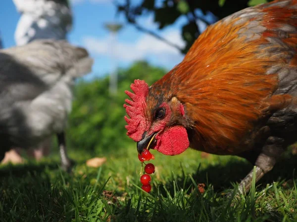 Beau Coq Brun Mangeant Des Groseilles Rouges Extérieur Été — Photo