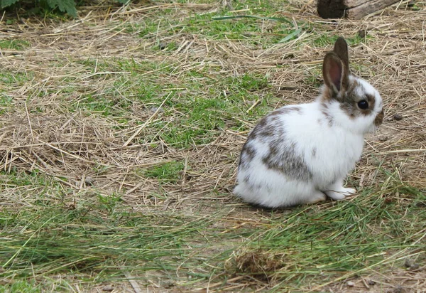 Lapin Dans Herbe Printemps — Photo