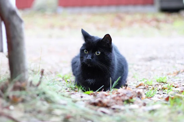 Black Cat Lying Ground — Stock Photo, Image