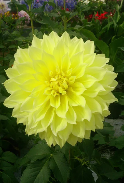 Beautiful Yellow Dahlia Greenhouse — 스톡 사진