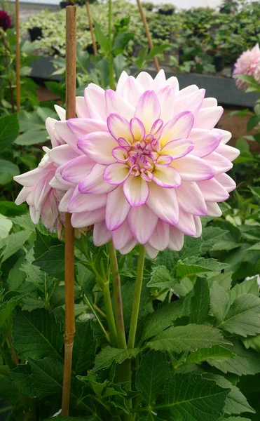 Multicolore Rose Blanc Jaune Belle Dahlia Dans Une Serre — Photo